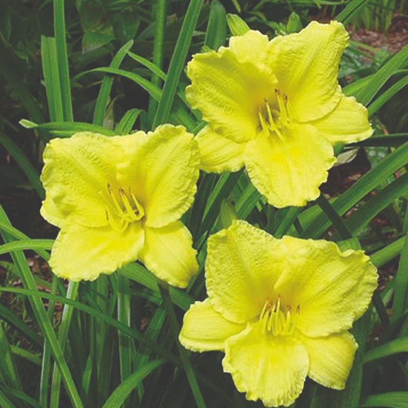 Hemerocallis 'Big Time Happy' – Hémérocalle 'Big Time Happy'