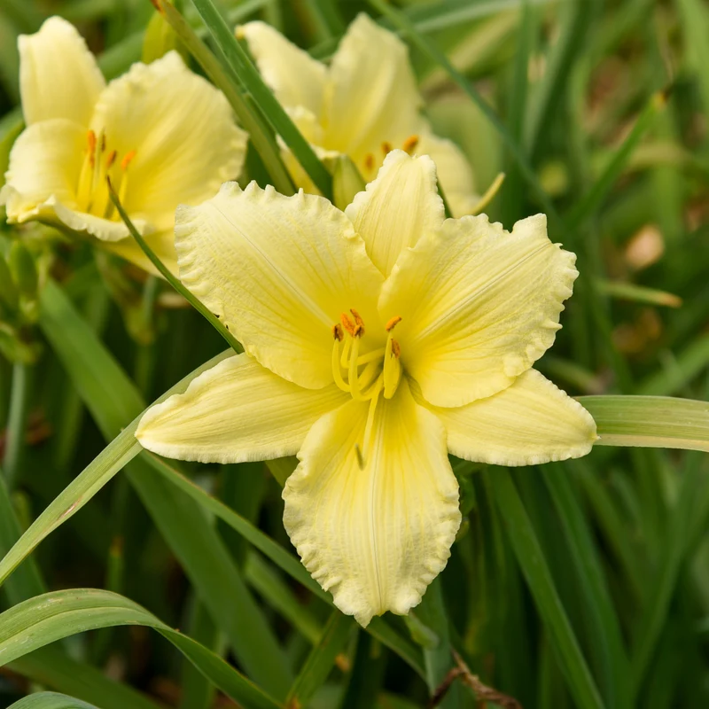 Hemerocallis 'Big Time Happy' – Hémérocalle 'Big Time Happy'