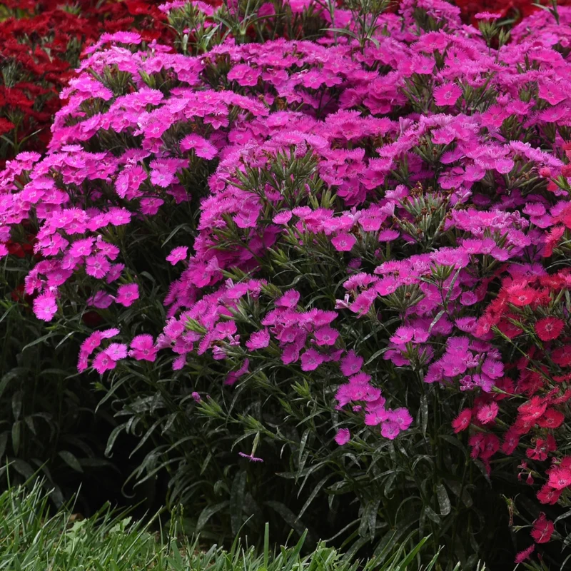Dianthus x barbatus Rockin'™ Purple – Œillet de poète Rockin'™ Purple