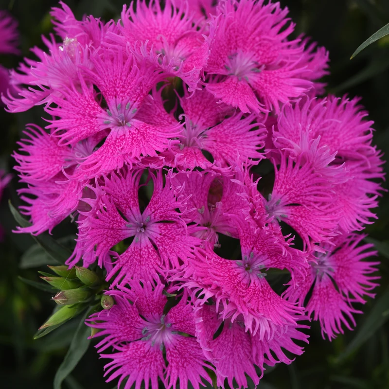 Dianthus x barbatus Rockin'™ Purple – Œillet de poète Rockin'™ Purple