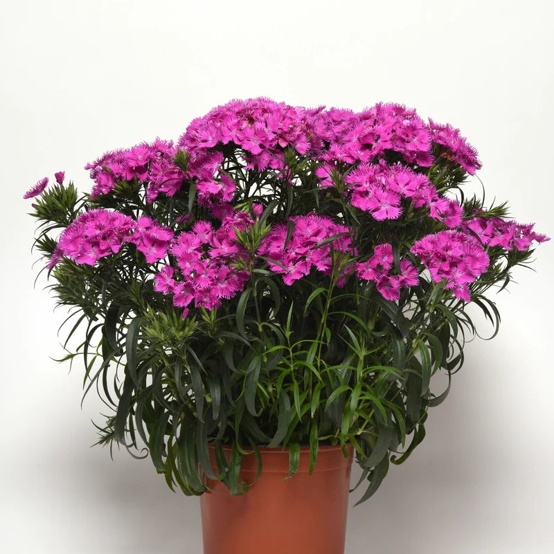 Dianthus x barbatus Rockin'™ Purple – Œillet de poète Rockin'™ Purple