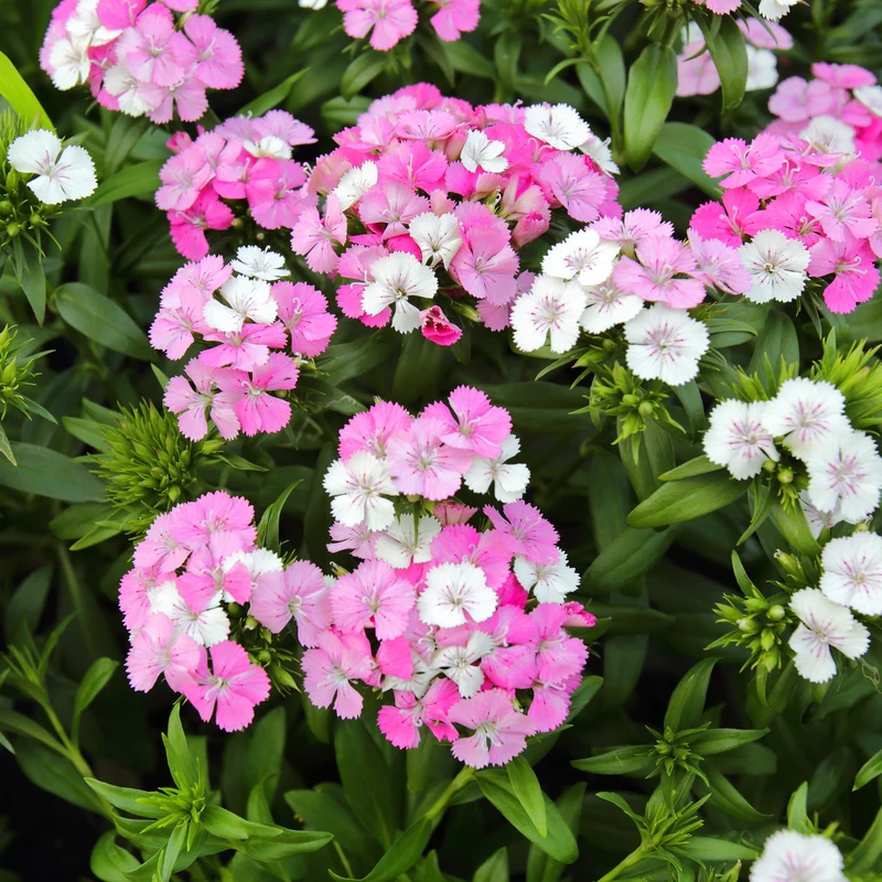 Dianthus x barbatus 'Rockin™ Pink Magic'– Œillet de poète Rockin'™ Pink Magic'
