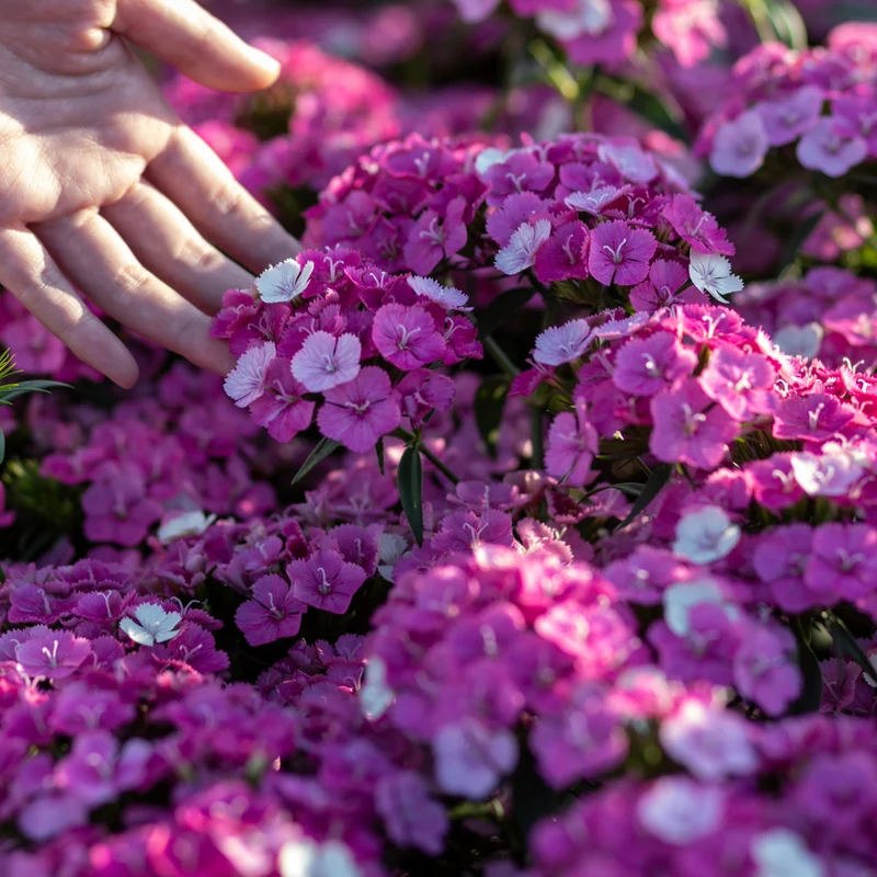 Dianthus x barbatus 'Rockin™ Pink Magic'– Œillet de poète Rockin'™ Pink Magic'