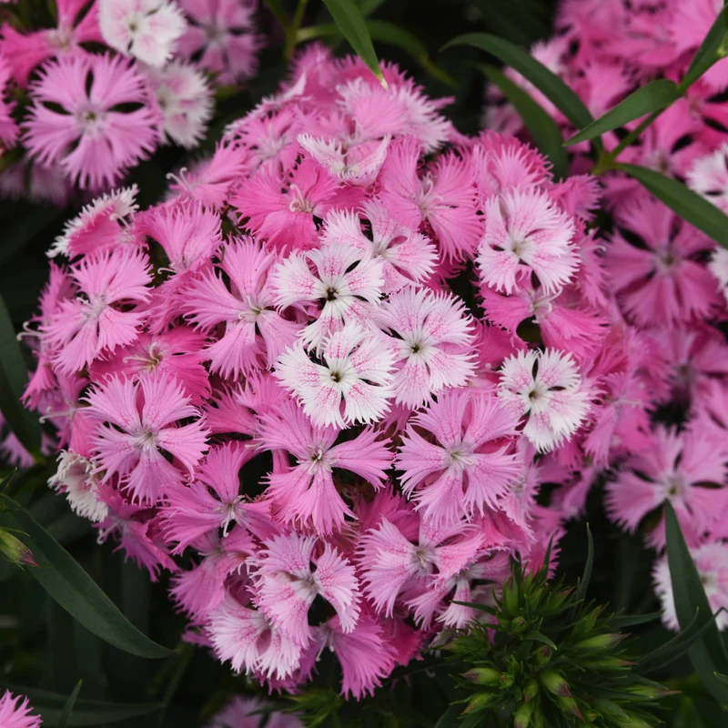 Dianthus x barbatus 'Rockin™ Pink Magic'– Œillet de poète Rockin'™ Pink Magic'