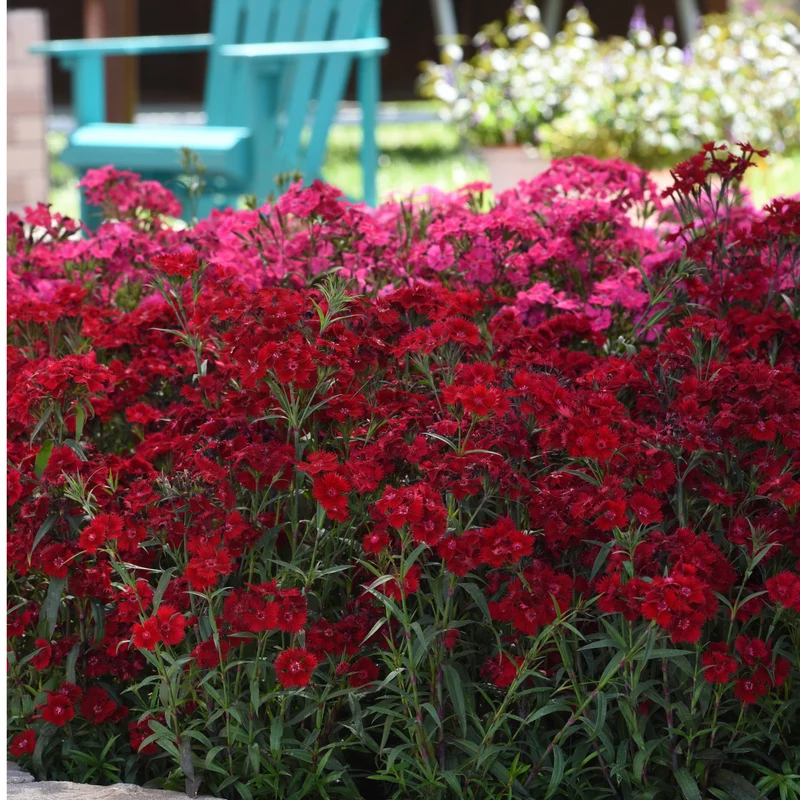 Dianthus x barbatus Rockin'™ Red – Œillet de poète Rockin'™ Red