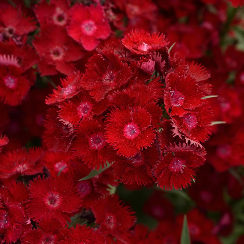 Dianthus x barbatus Rockin'™ Red – Œillet de poète Rockin'™ Red