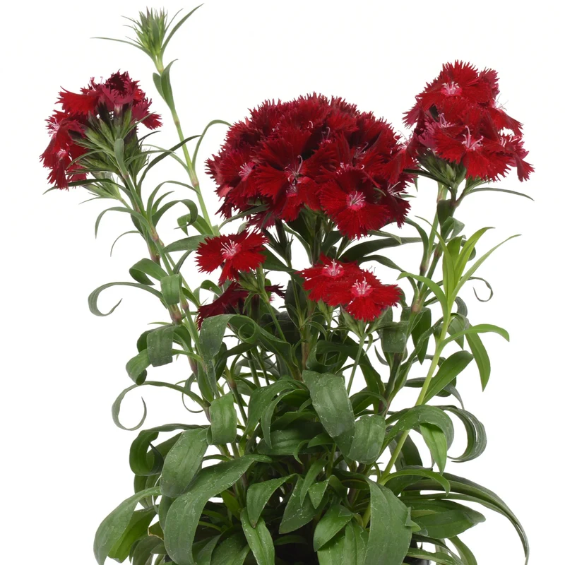 Dianthus x barbatus Rockin'™ Red – Œillet de poète Rockin'™ Red
