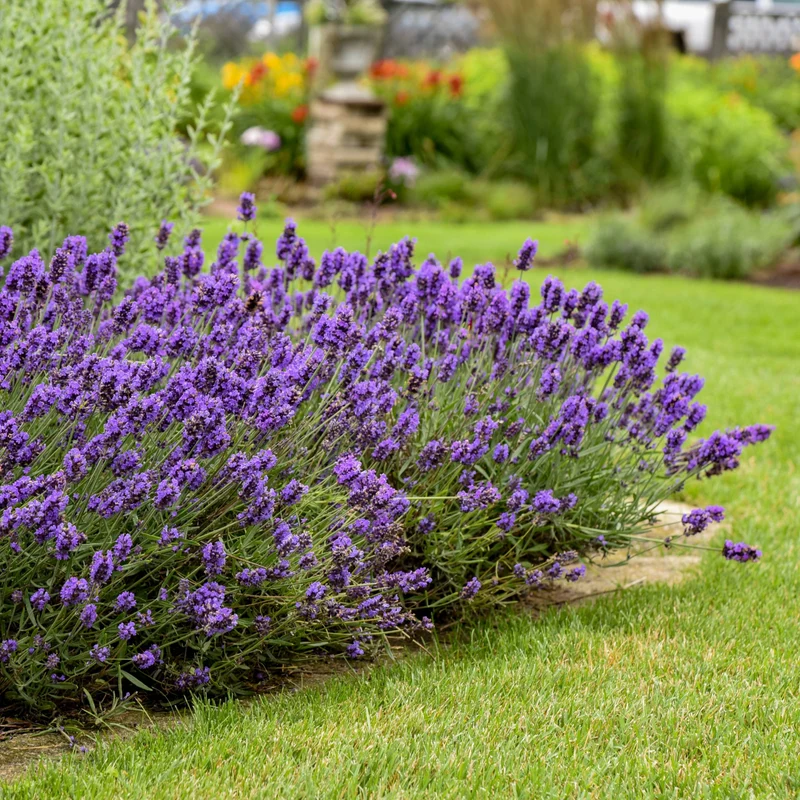 Lavandula angustifolia Sweet Romance® – Lavande 'Sweet Romance'