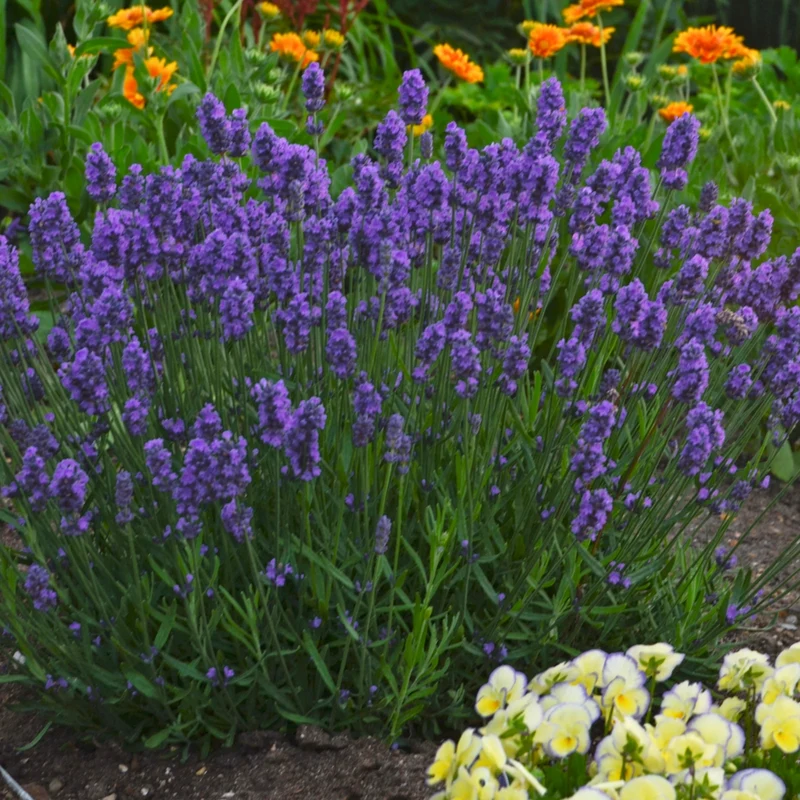 Lavandula angustifolia Sweet Romance® – Lavande 'Sweet Romance'
