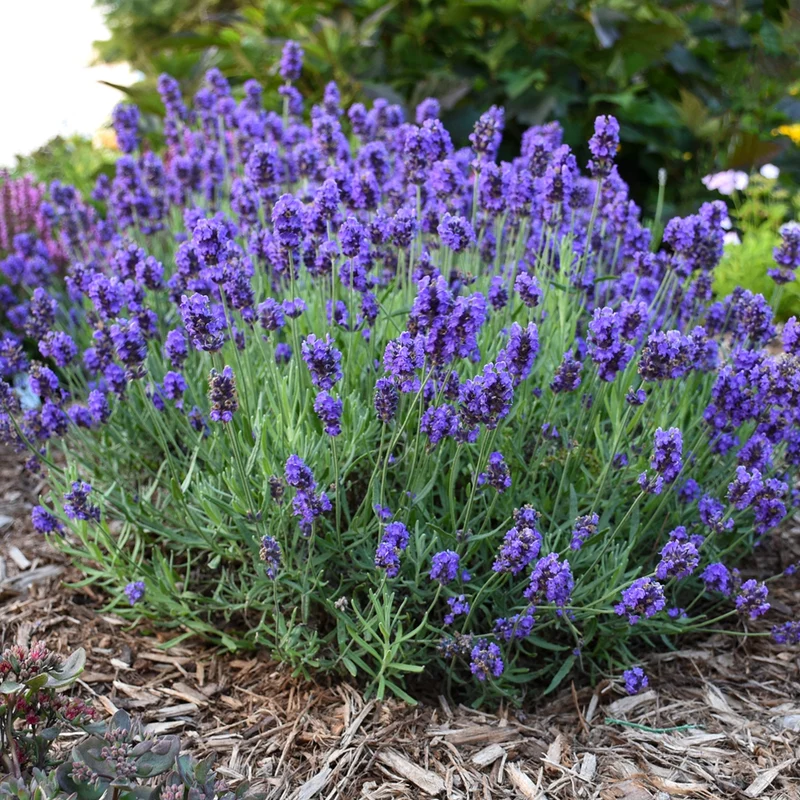 Lavandula angustifolia Sweet Romance® – Lavande 'Sweet Romance'
