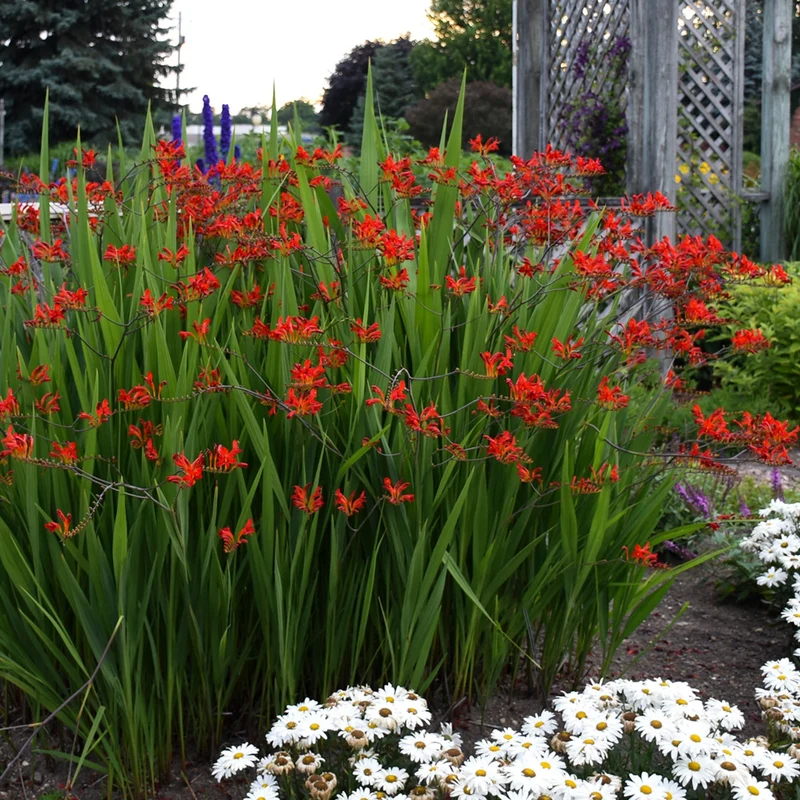 Crocosmia 'Lucifer' (Montbretia) – Crocosmia 'Lucifer'