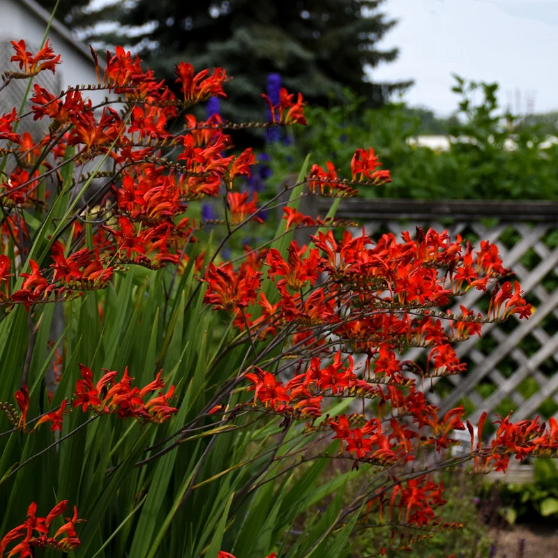 Crocosmia 'Lucifer' (Montbretia) – Crocosmia 'Lucifer'
