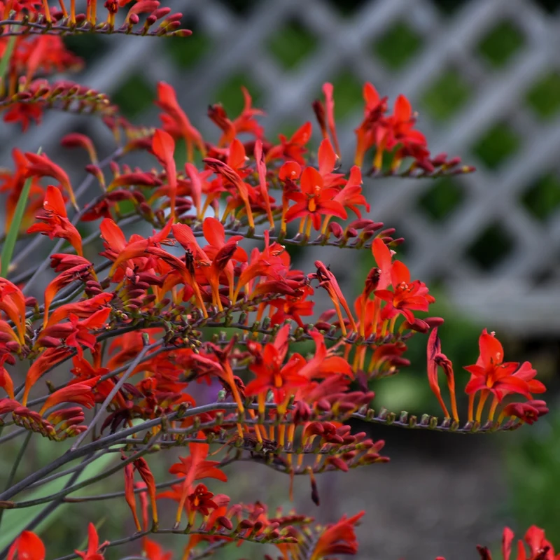 Crocosmia 'Lucifer' (Montbretia) – Crocosmia 'Lucifer'