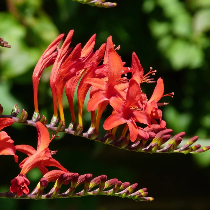 Crocosmia 'Lucifer' (Montbretia) – Crocosmia 'Lucifer'