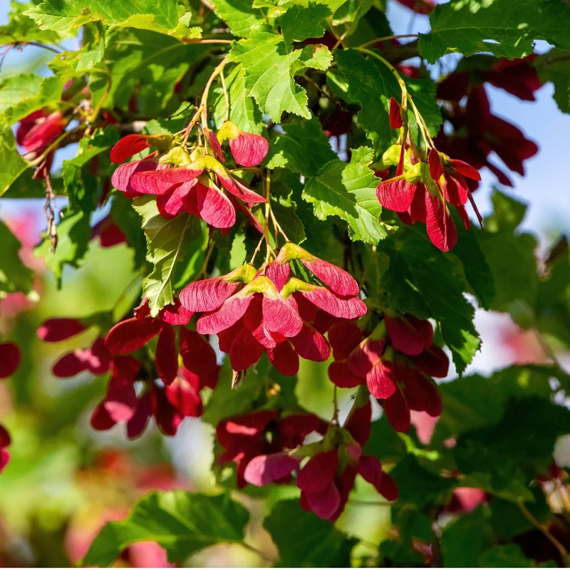 Acer tataricum Hot Wings® ('GarAnn') – Érable de Tartarie Hot Wings®
