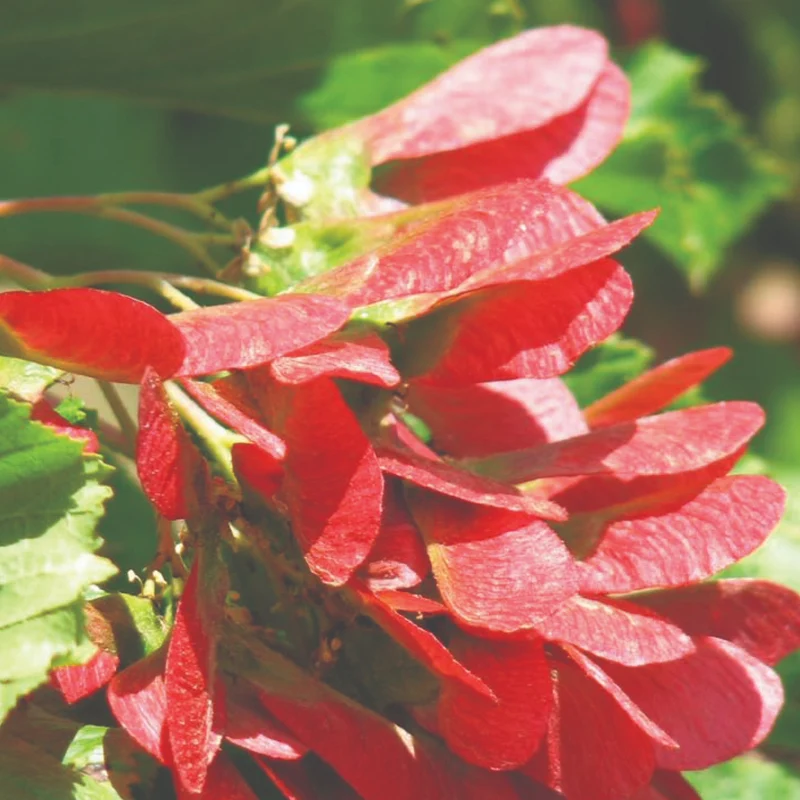 Acer tataricum Hot Wings® ('GarAnn') – Érable de Tartarie Hot Wings®