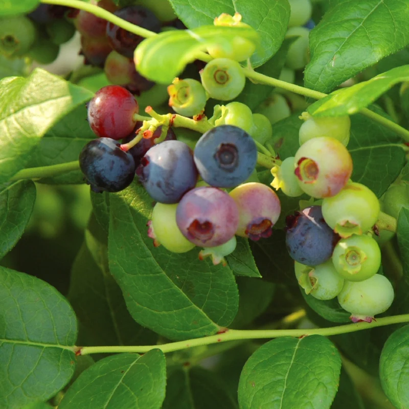 Bleuetier nain 'Chippewa' - Vaccinium corymbosum