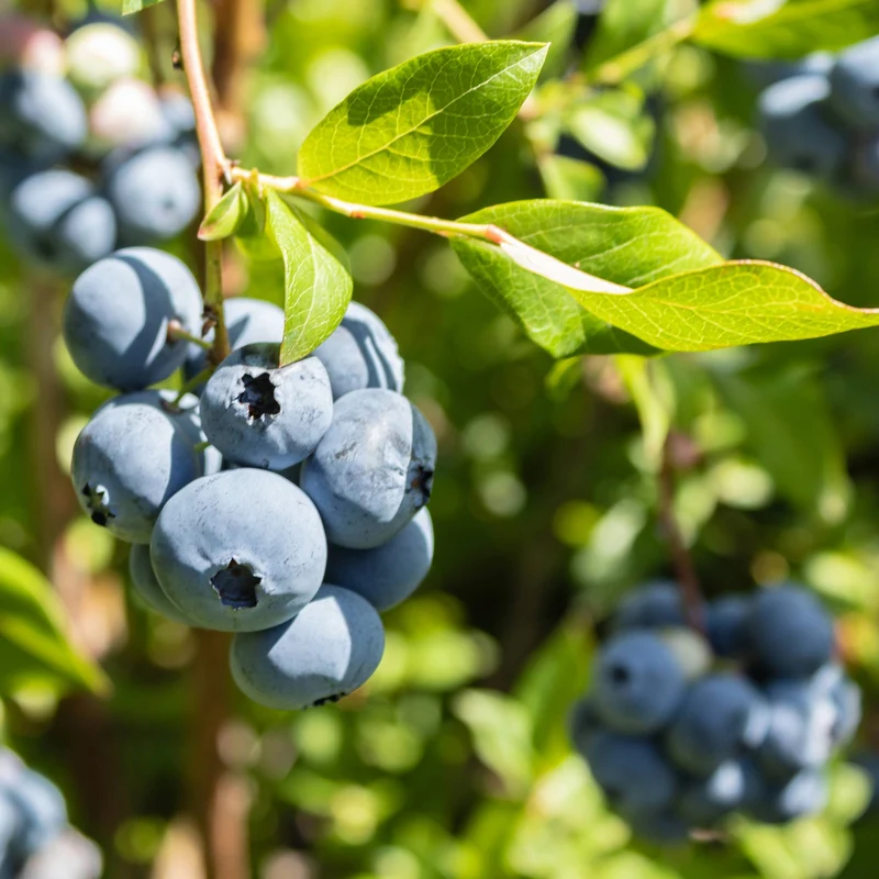 Bleuetier nain 'Chippewa' - Vaccinium corymbosum