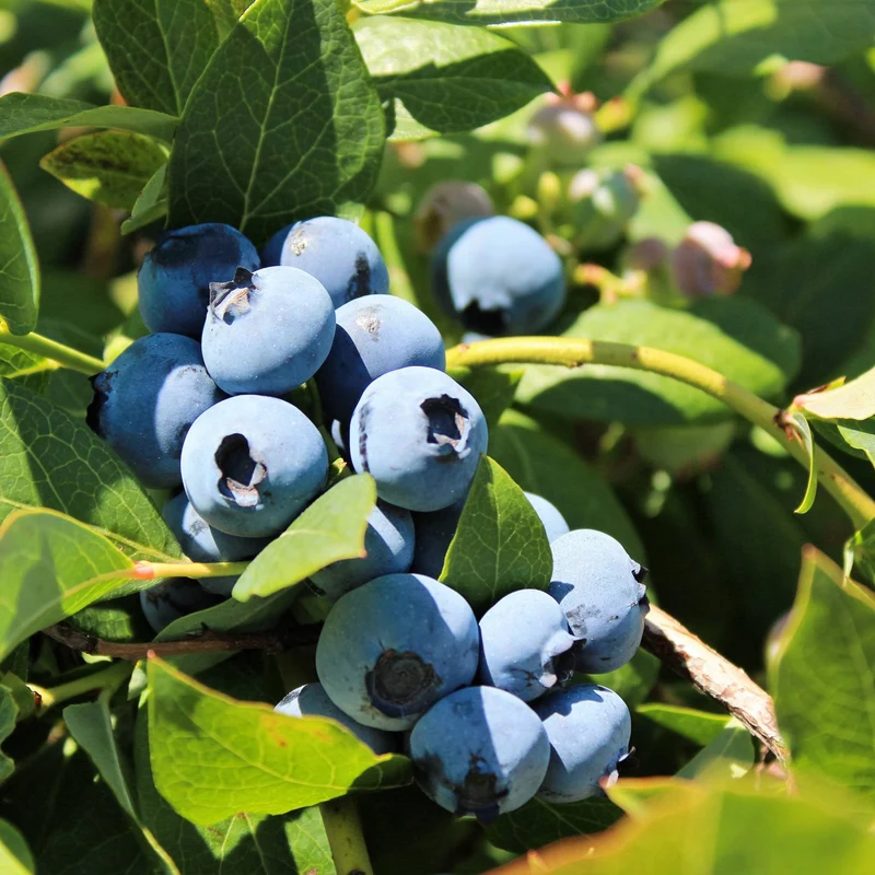 Bleuetier 'Bluecrop' - Vaccinium corymbosum
