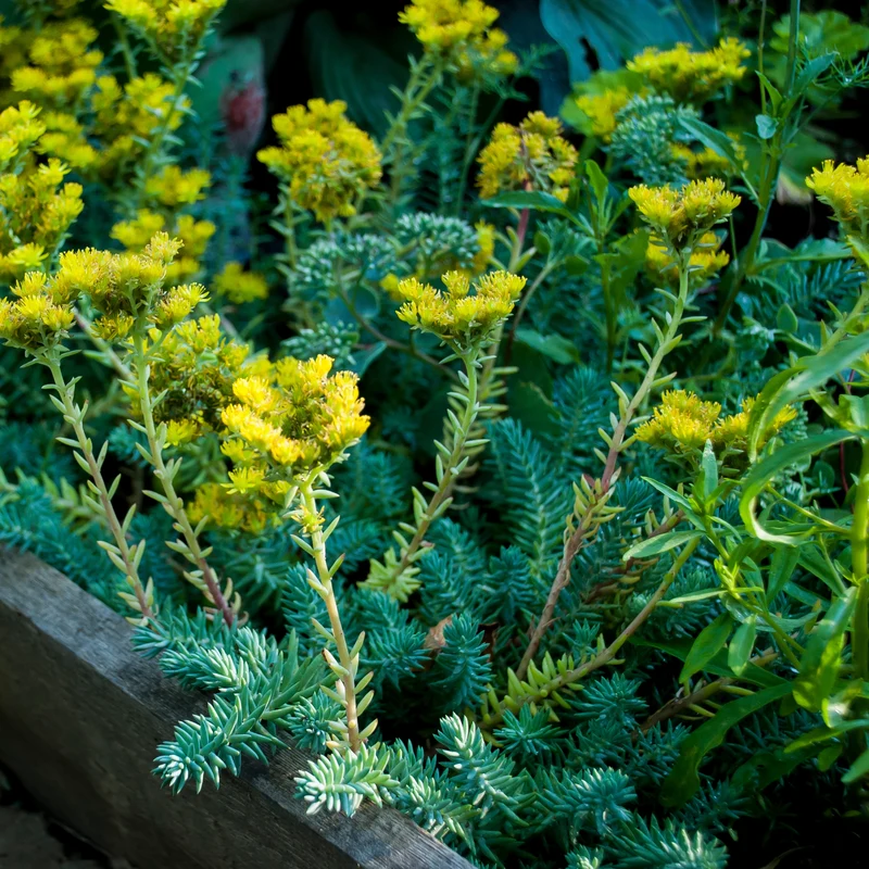 Sedum reflexum 'Blue Spruce' – Orpin 'Blue Spruce'