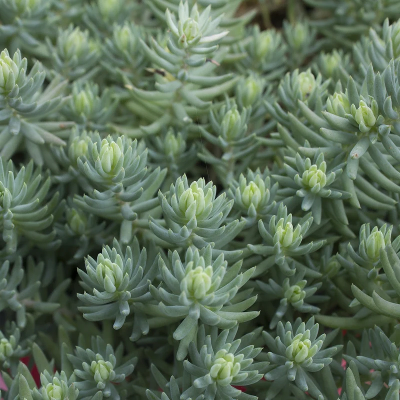 Sedum reflexum 'Blue Spruce' – Orpin 'Blue Spruce'