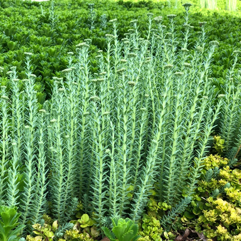 Sedum reflexum 'Blue Spruce' – Orpin 'Blue Spruce'