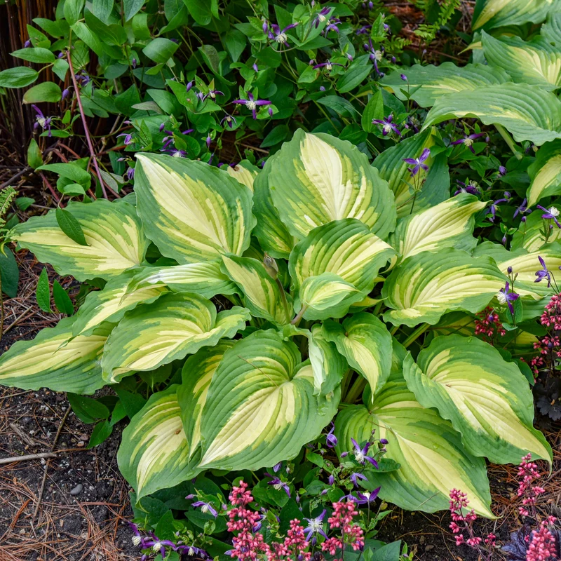 Hosta Shadowland® 'Love Story'