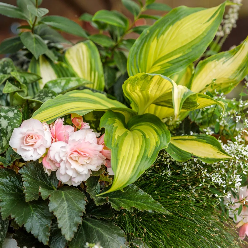 Hosta Shadowland® 'Love Story'
