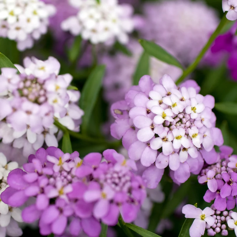 Iberis sempervirens 'Candy Sorbet' – Ibéris 'Candy Sorbet' (Corbeille d'argent)