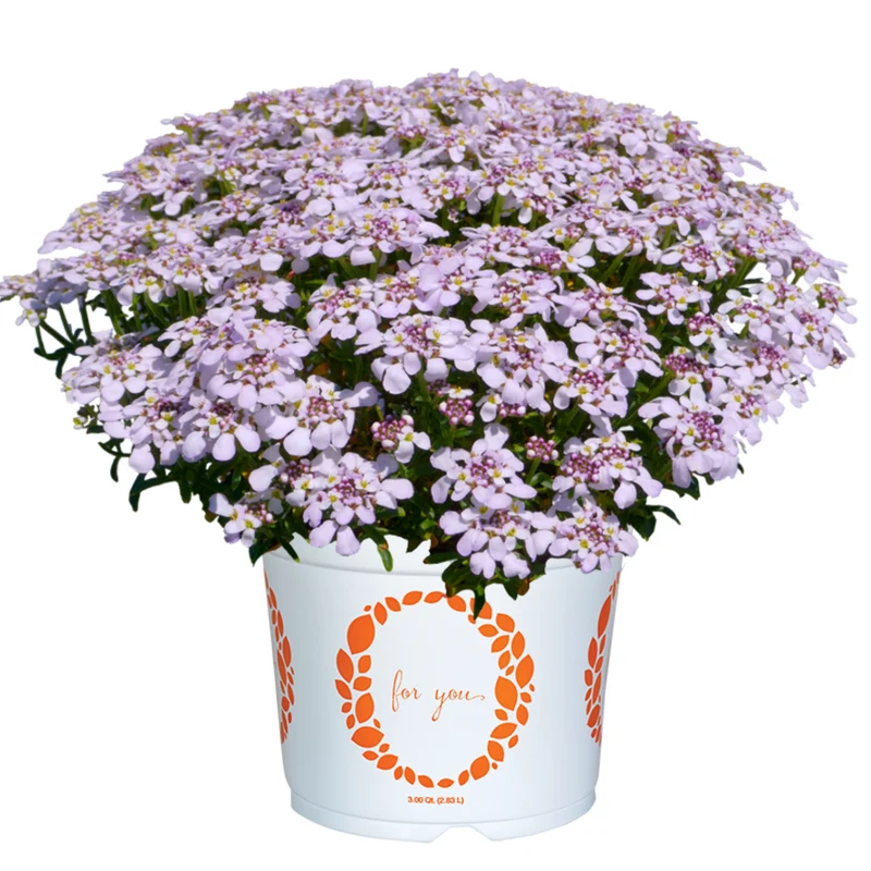 Iberis sempervirens 'Candy Sorbet' – Ibéris 'Candy Sorbet' (Corbeille d'argent)