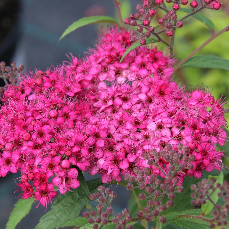 Spiraea japonica 'Neon Flash' – Spirée japonaise 'Neon Flash'