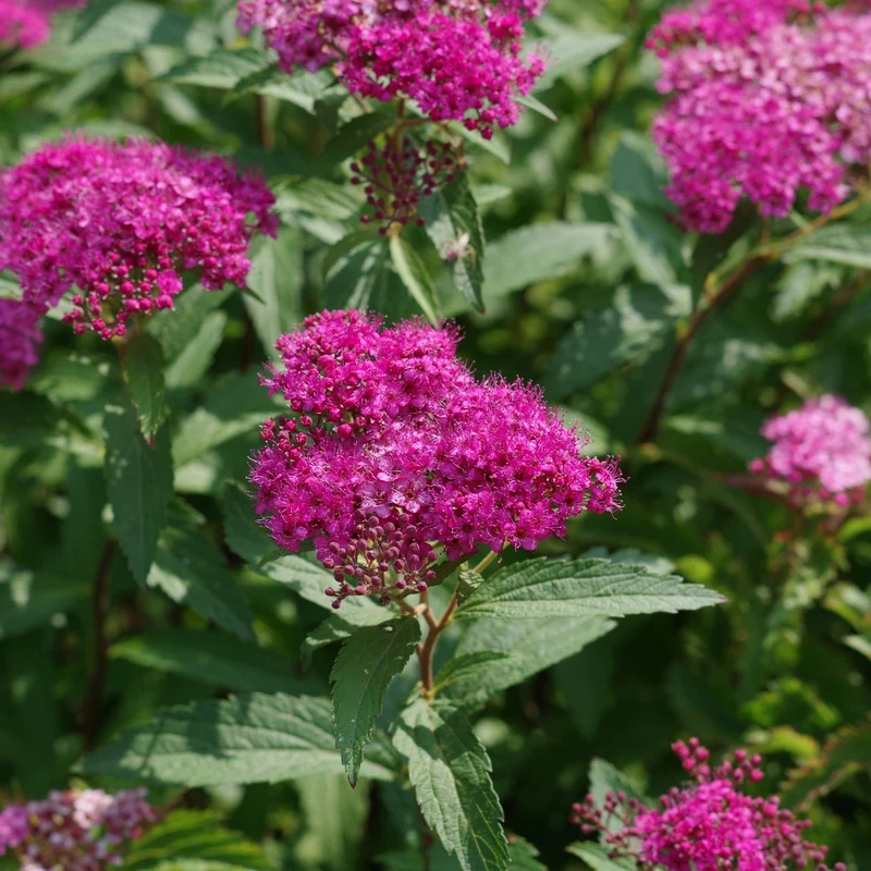 Spiraea japonica 'Neon Flash' – Spirée japonaise 'Neon Flash'