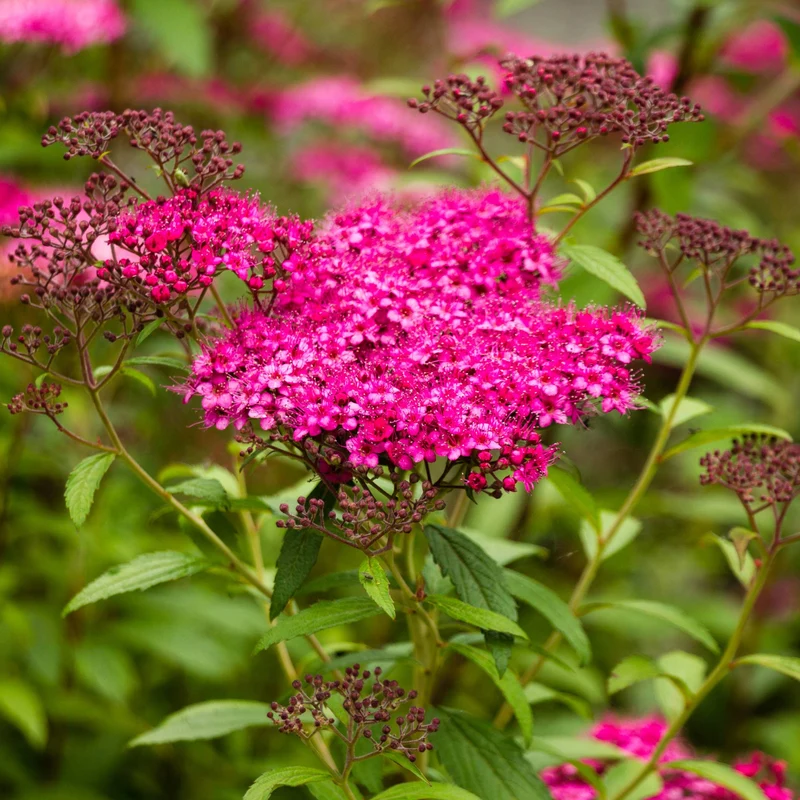 Spiraea japonica 'Neon Flash' – Spirée japonaise 'Neon Flash'
