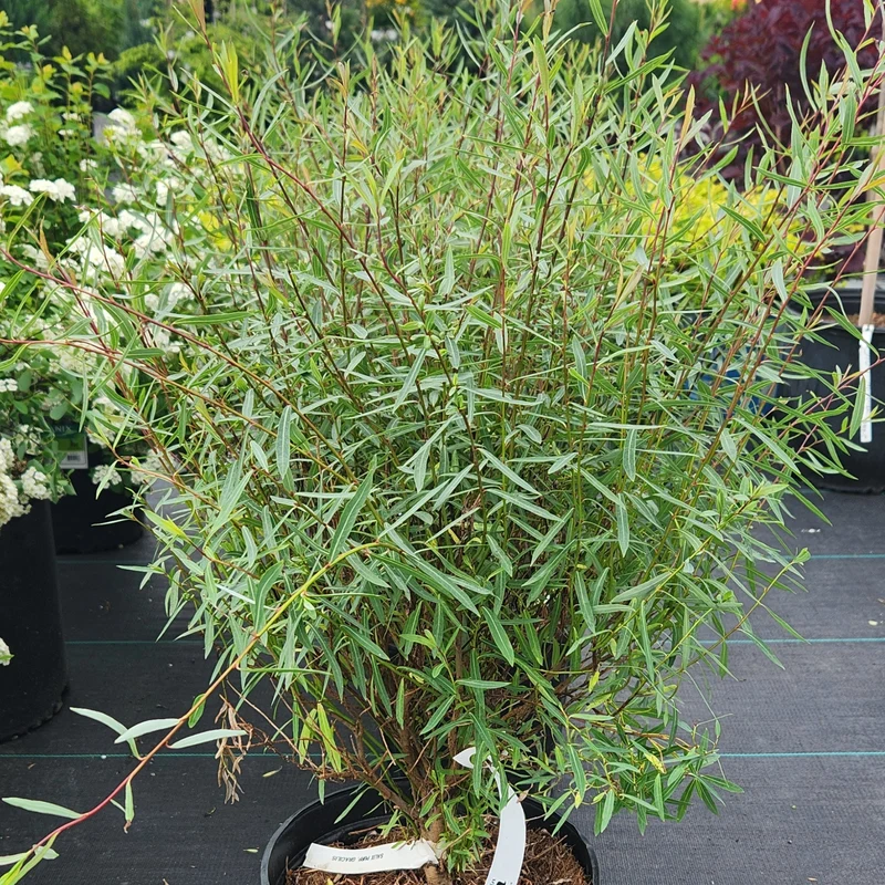 Salix purpurea 'Gracilis' – Saule pourpre 'Gracilis' (Saule arctique nain)