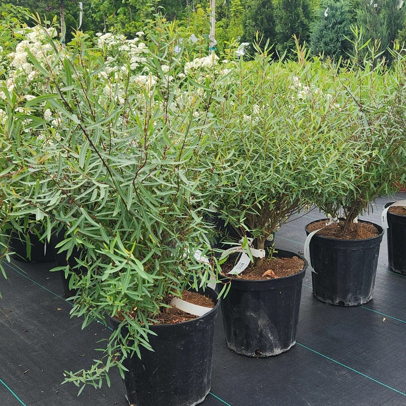 Salix purpurea 'Gracilis' – Saule pourpre 'Gracilis' (Saule arctique nain)