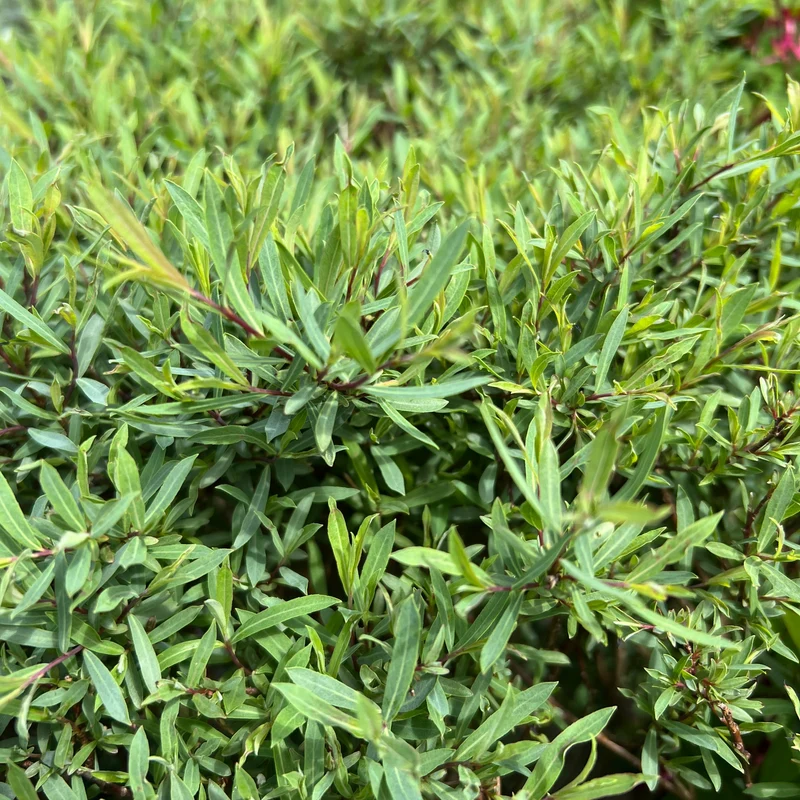 Salix purpurea 'Gracilis' – Saule pourpre 'Gracilis' (Saule arctique nain)
