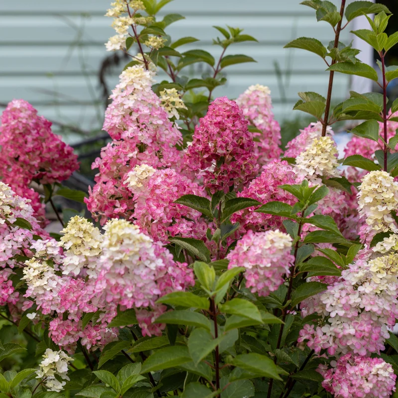 Hydrangea paniculata FRAISE MELBA® 'Renba' – Hydrangée paniculée 'Fraise Melba'