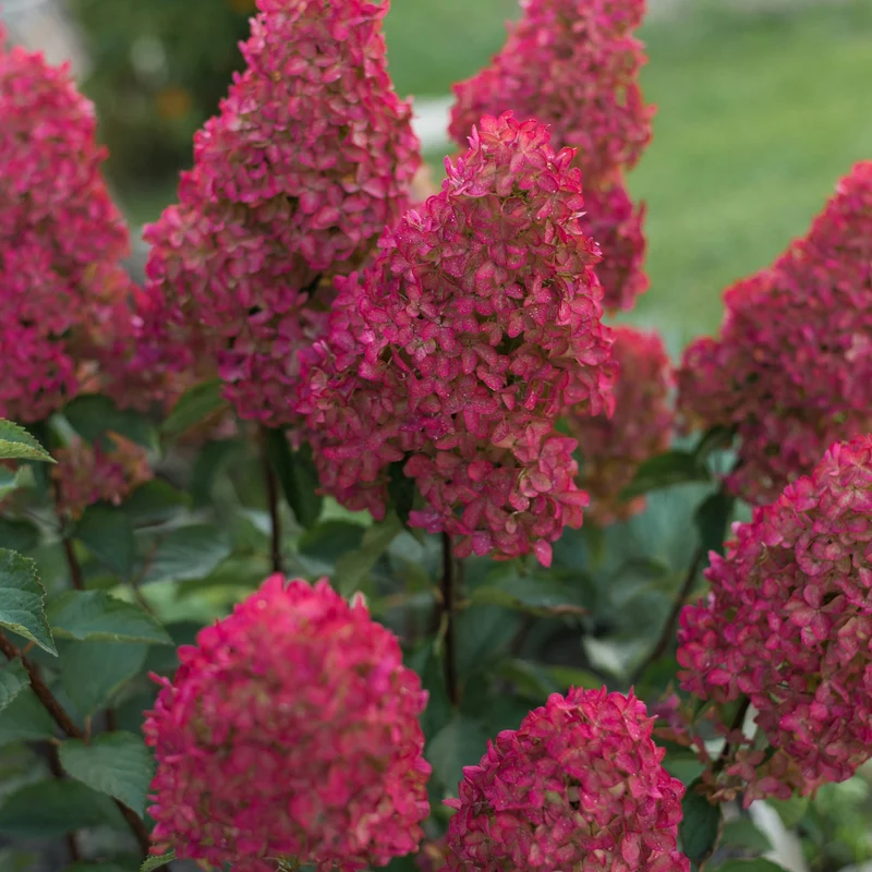 Hydrangea paniculata FRAISE MELBA® 'Renba' – Hydrangée paniculée 'Fraise Melba'