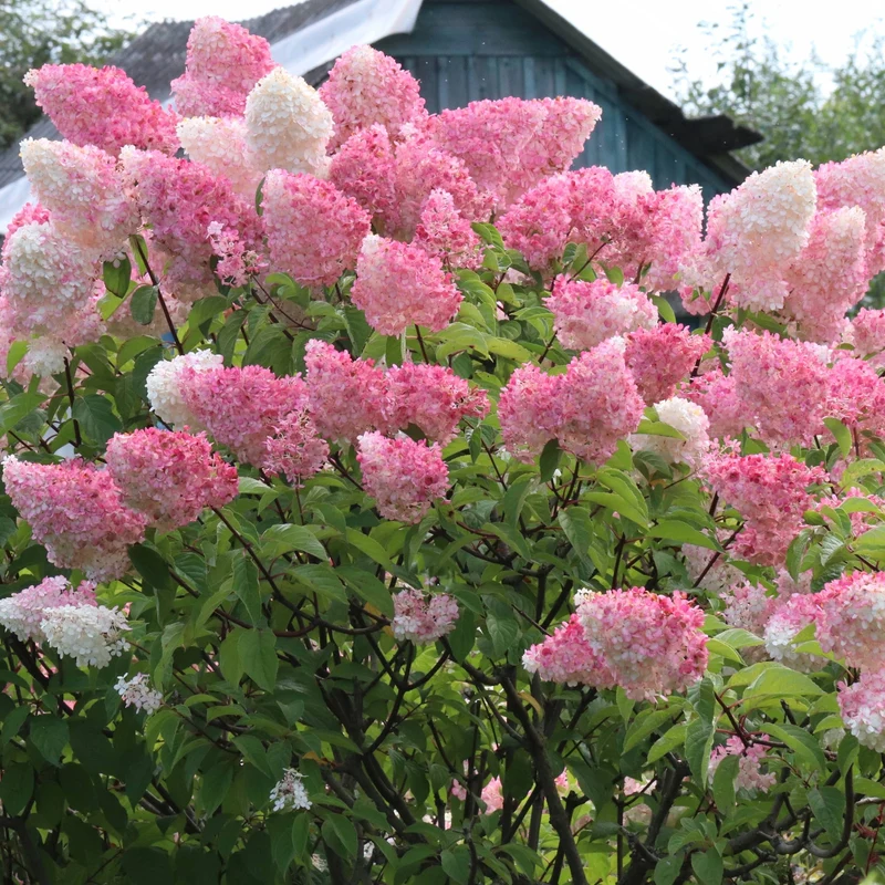 Hydrangea paniculata FRAISE MELBA® 'Renba' – Hydrangée paniculée 'Fraise Melba'