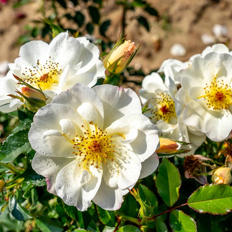 Rosa 'Oscar Peterson' – Rosier 'Oscar Peterson' (Série Artistes Canadiens)