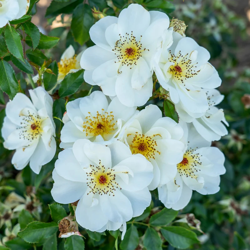 Rosa 'Oscar Peterson' – Rosier 'Oscar Peterson' (Série Artistes Canadiens)