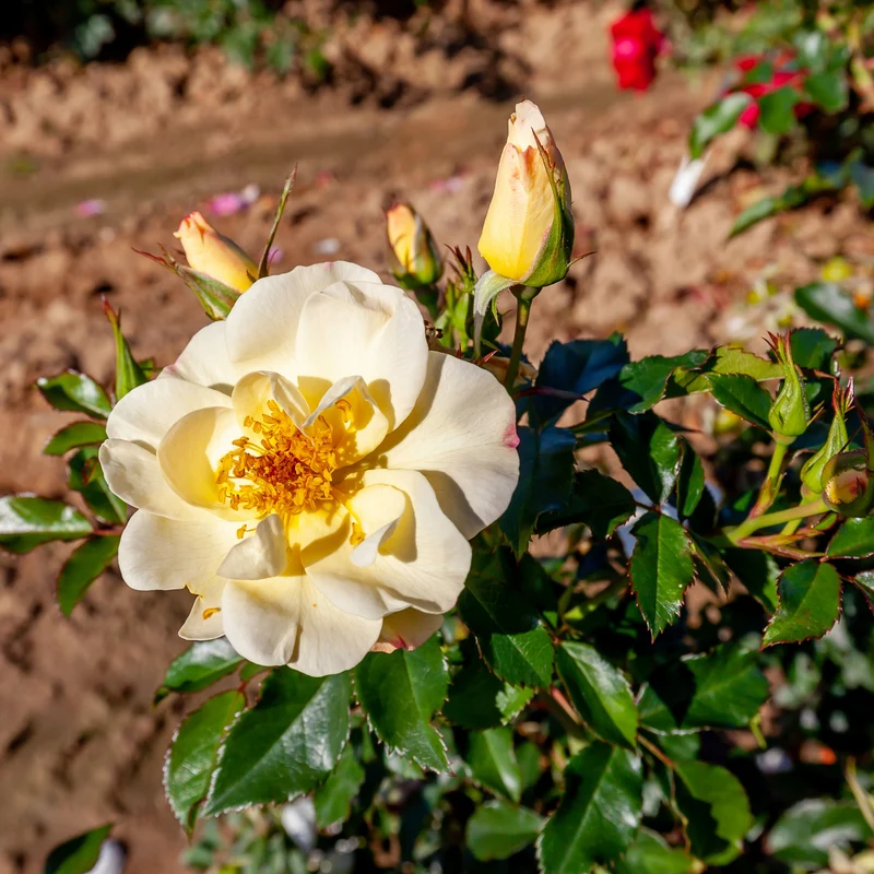 Rosa 'Oscar Peterson' – Rosier 'Oscar Peterson' (Série Artistes Canadiens)