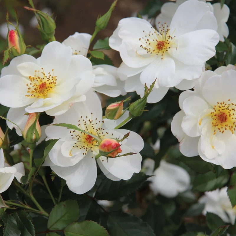 Rosa 'Oscar Peterson' – Rosier 'Oscar Peterson' (Série Artistes Canadiens)