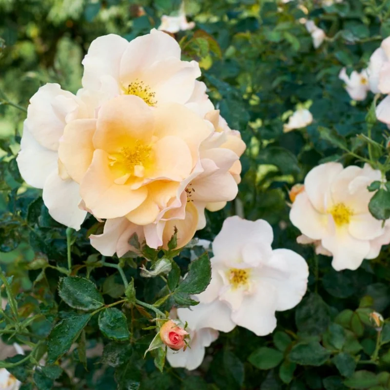 Rosa Chinook Sunrise® – Rosier 'Chinook Sunrise' (Collection 49e Parallèle)
