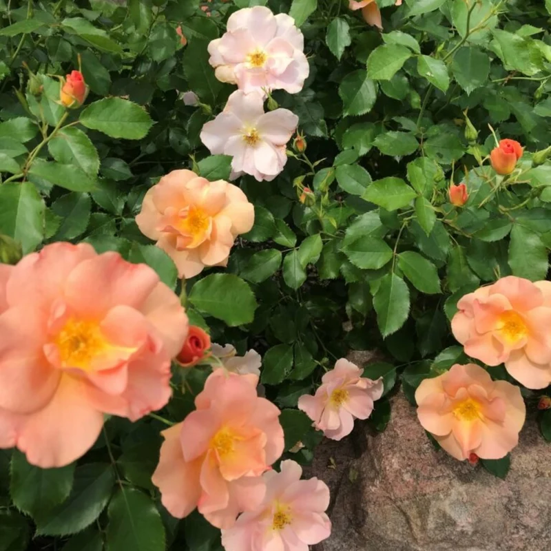 Rosa Chinook Sunrise® – Rosier 'Chinook Sunrise' (Collection 49e Parallèle)