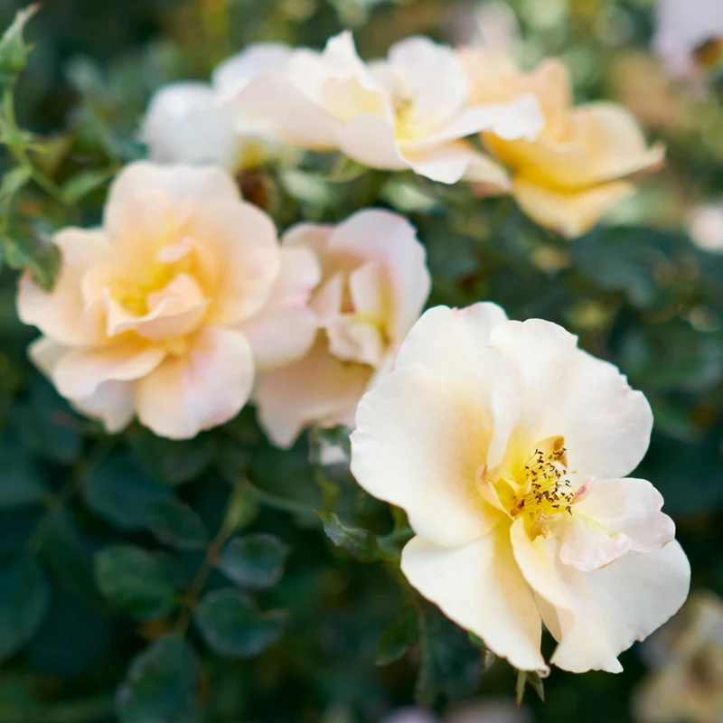 Rosa Chinook Sunrise® – Rosier 'Chinook Sunrise' (Collection 49e Parallèle)