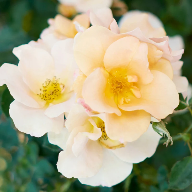 Rosa Chinook Sunrise® – Rosier 'Chinook Sunrise' (Collection 49e Parallèle)