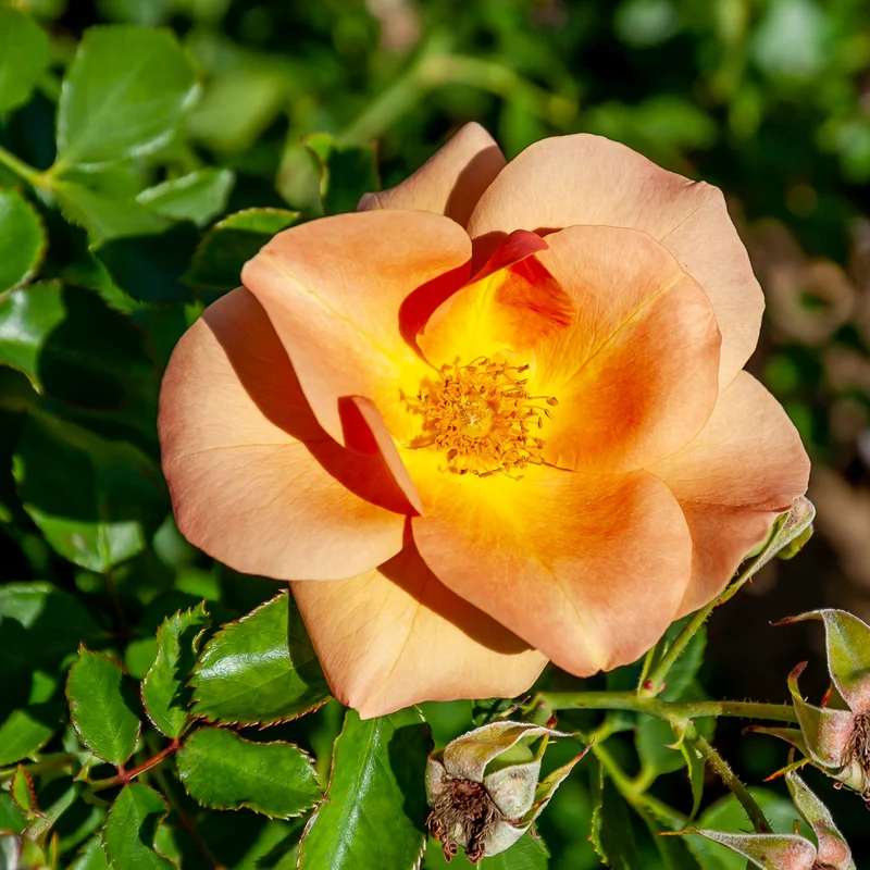 Rosa Chinook Sunrise® – Rosier 'Chinook Sunrise' (Collection 49e Parallèle)