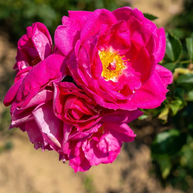 Rosa rugosa 'Félix Leclerc' – Rosier 'Félix Leclerc' (Série Artistes Canadiens)
