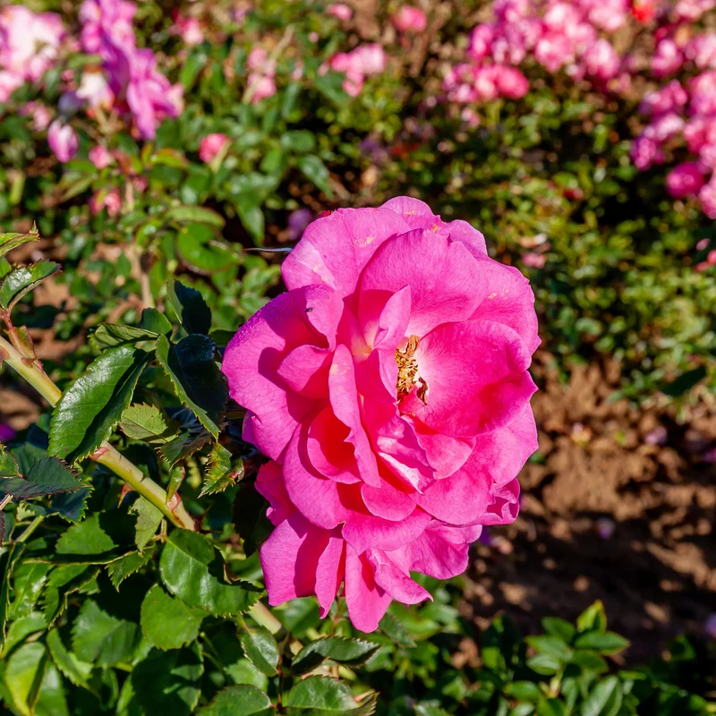 Rosa rugosa 'Félix Leclerc' – Rosier 'Félix Leclerc' (Série Artistes Canadiens)